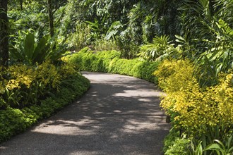 Garden path with a frame of yellow orchids