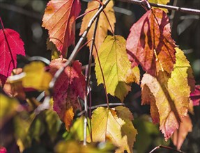 Yellow-purple autumn leaves in the park