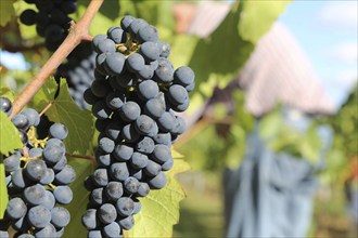 Grape grape harvest: Hand-picking Pinot Noir grapes in a vineyard in the Palatinate