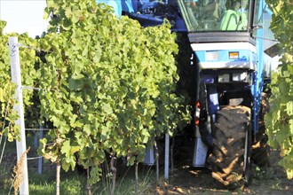 Grape grape harvest with full harvester in the district of Bad Dürkheim, Rhineland-Palatinate