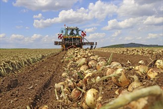 Farmer Markus Frank from Frankenthal during the agricultural onion harvest (onion harvesting)