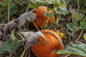 Close-up of pumpkins in a field near Hochdorf-Assenheim in the Rhein-Pfalz district