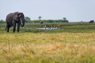 Elephant herd, elephant (Loxodonta africana), steppe, hike, nature, safari, in the Savuti region in