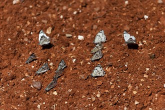 Swarm of white butterflies, marbled white (Melanargia galathea) on red sandy soil, red, white,