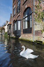 Swan on the Minnewater, city trip, UNESCO, religious, religion, old town, West Flanders, Flanders,