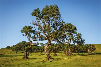 Centuries-old til trees in fantastic magical idyllic Fanal Laurisilva forest on sunset. Madeira