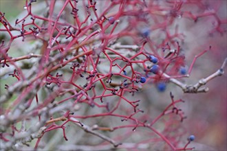 Wild vine, maiden vine (Parthenocissus quinquefolia) with fruit, Moselle, Rhineland-Palatinate,