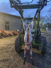 Slaughtered sheep, the fur removed hanging from a tractor on a farm, Mecklenburg-Vorpommern,