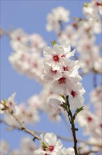 Almond tree (Prunus dulcis, Prunus amygdalus), blossoms, Hessische Bergstrasse, Hesse, Germany,