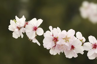 Almond tree (Prunus dulcis, Prunus amygdalus), blossoms, Hessische Bergstrasse, Hesse, Germany,