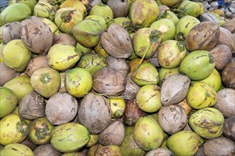 A pile of fresh coconuts, fruits of the coconut palm (Cocos nucifera), for the production of copra,