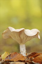 Foggy grey funnel mushroom or fog cap (Lepista nebularis, Clitocybe nebularis), North