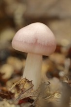 Lilac bonnet (Mycena pura), North Rhine-Westphalia, Germany, Europe