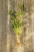 Top view of fresh fennel sprouts on wooden background