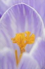 Crocus (Crocus spec.), flower detail, North Rhine-Westphalia, Germany, Europe