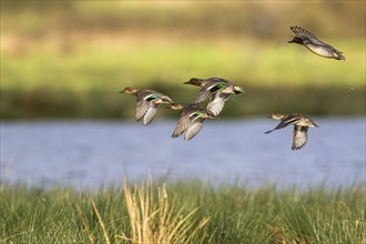 Eurasian Teal, Anas crecca, birds in flight over marshes