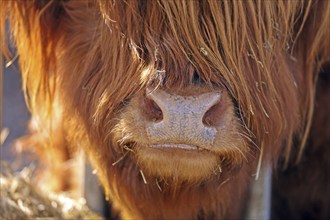 Scottish Highland Cattle, Kyloe, nose, Balve, North Rhine-Westphalia, Germany, Europe