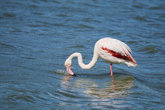 Greater flamingo (Phoenicopterus roseus) standing in the sea, France, Europe