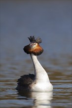 Great crested grebe (Podiceps cristatus) adult bird calling on a river, Norfolk, England, United