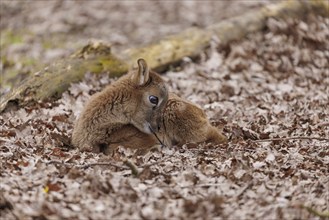 Young mouflon (Ovis-gmelini), Germany, Europe