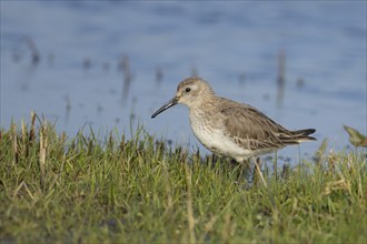 Dunlin (Calidris alpina) adult bird on grassland, England, United Kingdom, Europe