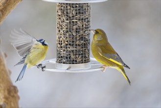 European greenfinch (Chloris chloris), Germany, Europe