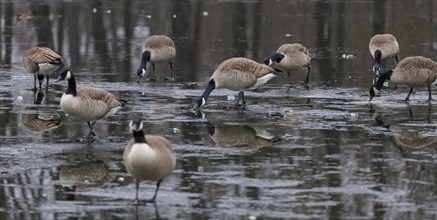 Canada geese (Branta canadensis) on a frozen lake, Germany, Europe