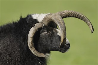 Jacob sheep (Ovis ammon f. aries), ram, portrait, Lower Saxony Germany