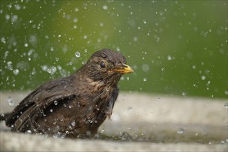 European blackbird (Turdus merula) adult female bird washing itself in a garden bird bath, Suffolk,