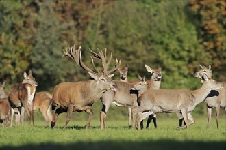 Red deer (Cervus elaphus), stag and hinds in the rutting season, North Rhine-Westphalia, Germany,