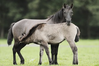 Dülmener Wildpferd, mare with foal, Merfelder Bruch, Dülmen, North Rhine-Westphalia, Germany,