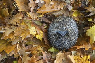 European hedgehog (Erinaceus europaeus) adult animal curled in a ball resting on fallen autumn