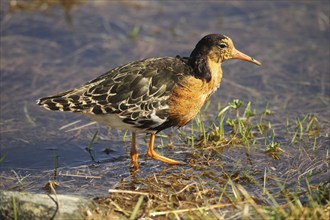 Ruff (Calidris pugnax) at Lake Tundra, Lapland, Northern Norway, Norway, Scandinavia, Europe