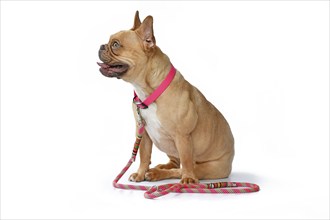 French Bulldog dog wearing pink collar with rope leash on white background