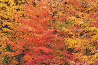 Maple (Acer), in bright orange, red and yellow tones, autumn, Vermont, New England, USA, North