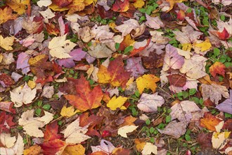 Colourful autumn leaves in bright reds, yellows and oranges on a stony ground, autumn, New