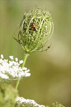 Wild carrot with bug, summer, Germany, Europe