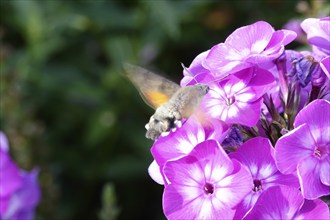 Dove tail on a phlox flower, July, Saxony, Germany, Europe