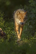 Wolf (Canis lupus), running in forest, summer, Germany, Europe