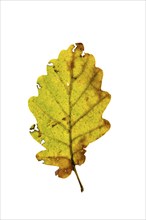 Autumnal leaf of an oak tree (Quercus), autumn, tree, cut-out, Vechta, Lower Saxony, Germany,