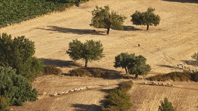 Flock of sheep on a dry field with single trees, Askifou Plateau, Askifou, Sfakia, West Crete,