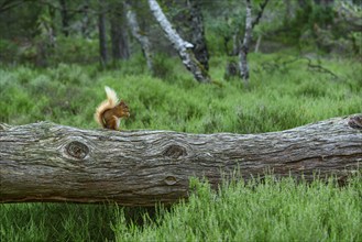 Squirrel (Sciurus), forest, Aviemore, Scotland, Great Britain