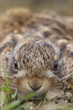 European brown hare (Lepus europaeus) juvenile baby leveret animal portrait, Suffolk, England,