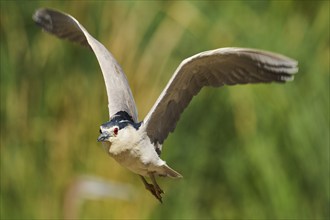 Black-crowned night heron (Nycticorax nycticorax) flying, Camargue, France, Europe