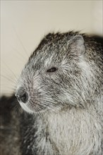 Desmarest's hutia (Capromys pilorides), captive, occurring in Cuba