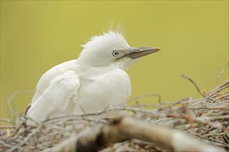 Cattle egret (Bubulcus ibis), young bird in nest, Camargue, France, Europe