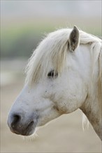 Camargue horse, portrait, Camargue, Provence, South of France