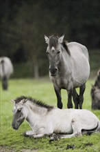 Dülmen wild horse, mare with foal in the rain, Merfelder Bruch, Dülmen, North Rhine-Westphalia,