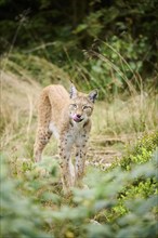 Eurasian lynx (Lynx lynx) standing in the forest, Bavaria, Germany, Europe