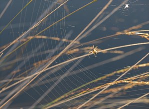 Cross spider (Araneus) spinning a new web between blades of grass, visible spinning thread on the